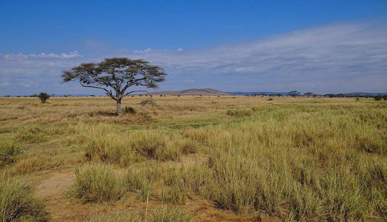 Africa travel scene